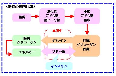 糖質の体内代謝