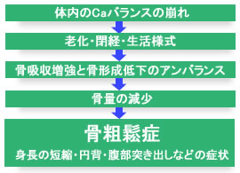 骨粗鬆症がおこる仕組み